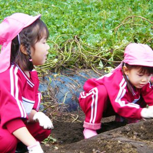 10月芋掘り