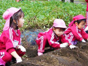 10月芋掘り